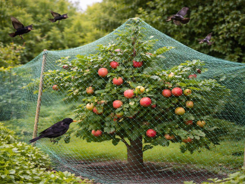 apfelbaum, obstbaum, obstbaum mit netz, netzabdeckung, vögel