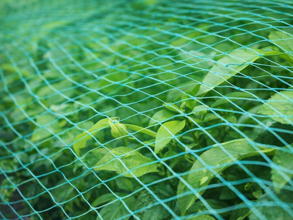 Netting, Grünes Netz, Gartennetz, Kunststoffnetz, Pflanzenabdeckung