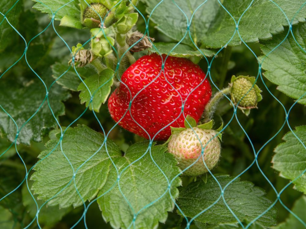 Erdbeere, Beere, Frucht, Kulturlandschaft?, Netzstütze