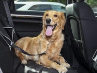 Autosicherheitsgurt für Hunde Sicherheitsleine